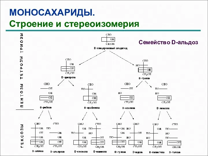 МОНОСАХАРИДЫ. Строение и стереоизомерия Семейство D-альдоз