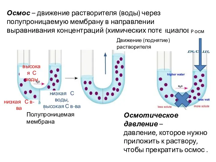 Осмос – движение растворителя (воды) через полупроницаемую мембрану в направлении выравнивания