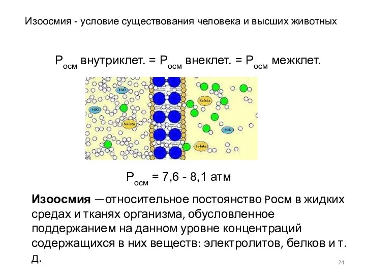 Изоосмия - условие существования человека и высших животных Росм = 7,6