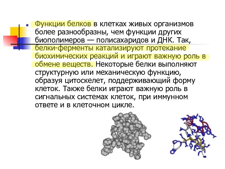 Функции белков в клетках живых организмов более разнообразны, чем функции других