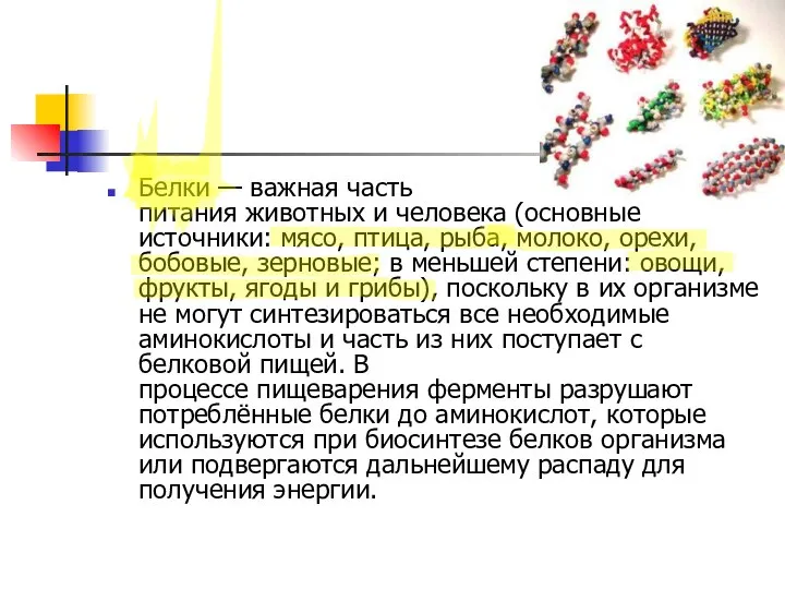 Белки — важная часть питания животных и человека (основные источники: мясо,