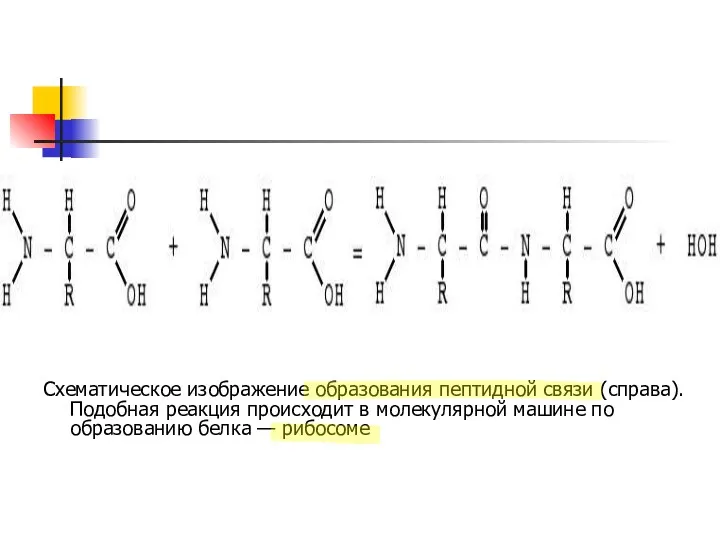 Схематическое изображение образования пептидной связи (справа). Подобная реакция происходит в молекулярной