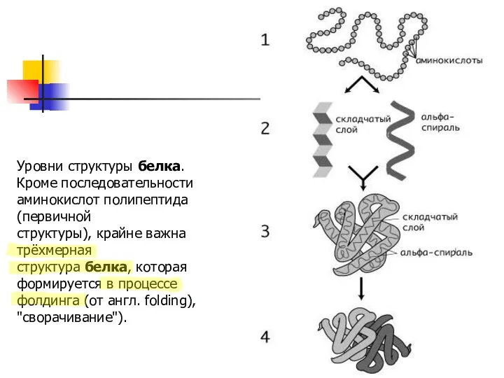 Уровни структуры белка. Кроме последовательности аминокислот полипептида (первичной структуры), крайне важна