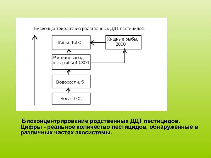 Биоконцентрирование родственных ДДТ пестицидов. Цифры - реальное количество пестицидов, обнаруженные в различных частях экосистемы.