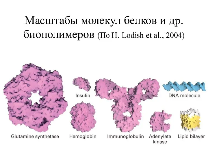 Масштабы молекул белков и др. биополимеров (По H. Lodish et al., 2004)