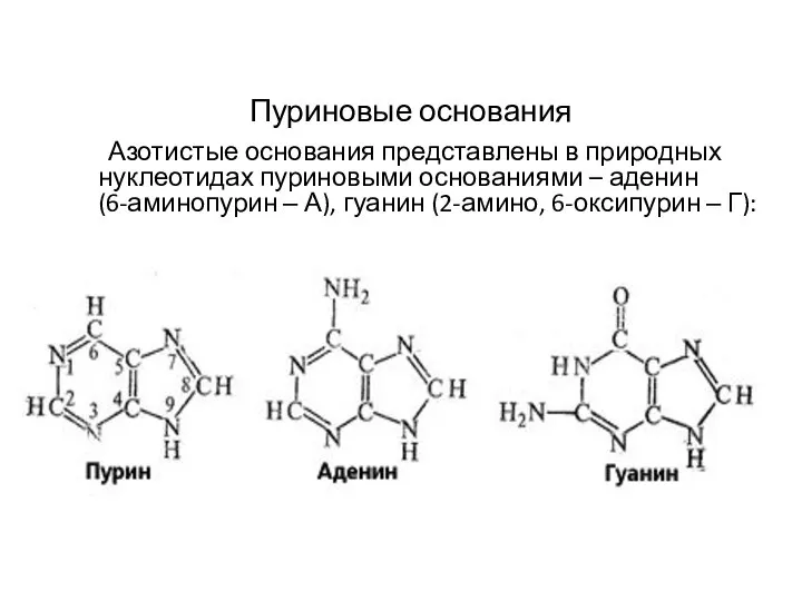 Азотистые основания представлены в природных нуклеотидах пуриновыми основаниями – аденин (6-аминопурин