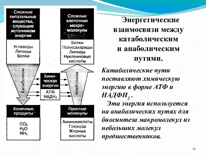 Энергетические взаимосвязи между катаболическим и анаболическим путями. Катаболические пути поставляют химическую