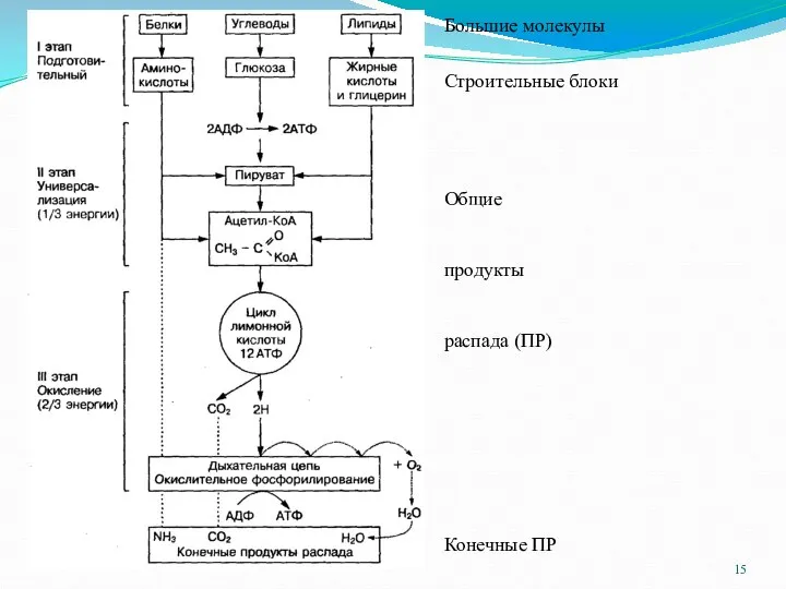Большие молекулы Строительные блоки Общие продукты распада (ПР) Конечные ПР