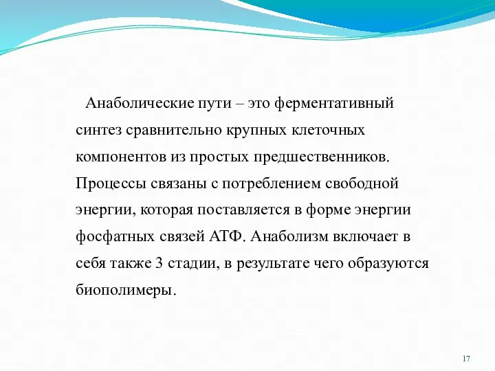 Анаболические пути – это ферментативный синтез сравнительно крупных клеточных компонентов из