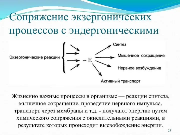 Сопряжение экзергонических процессов с эндергоническими Жизненно важные процессы в организме —