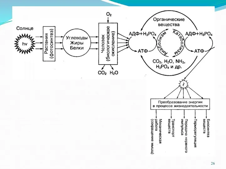 Организм человека получает энергию из внешней среды с растительной и животной