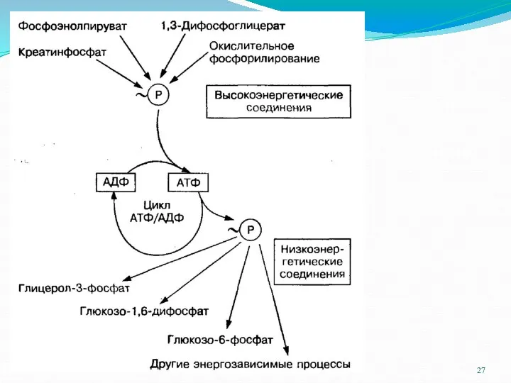 Роль АТФ-АДФ в обмене энергии клетками