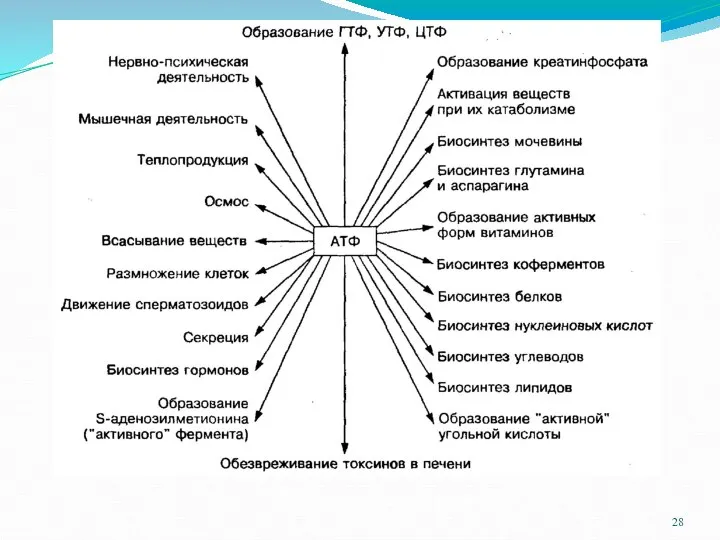 Использование энергии АТФ