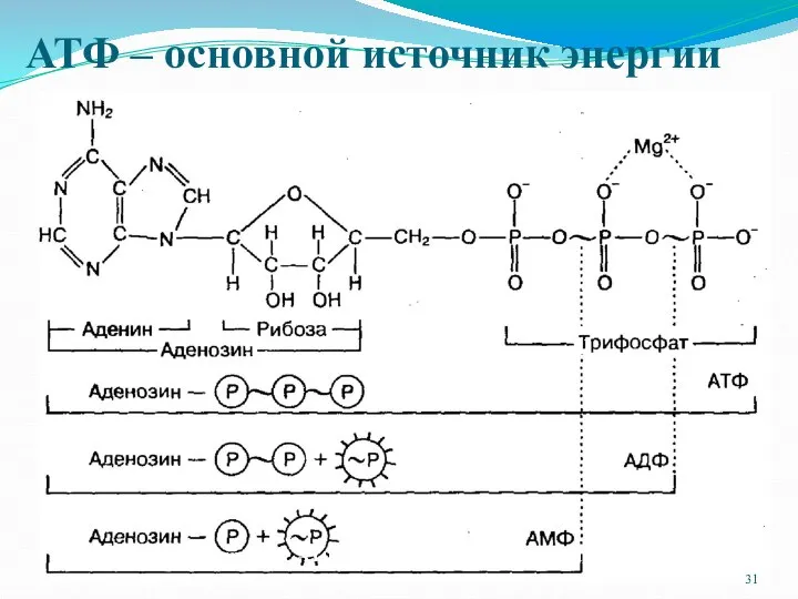 Строение АТФ – универсального источника энергии АТФ – основной источник энергии