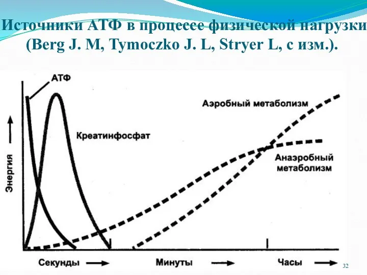 Источники АТФ в процессе физической нагрузки (Berg J. М, Tymoczko J. L, Stryer L, с изм.).