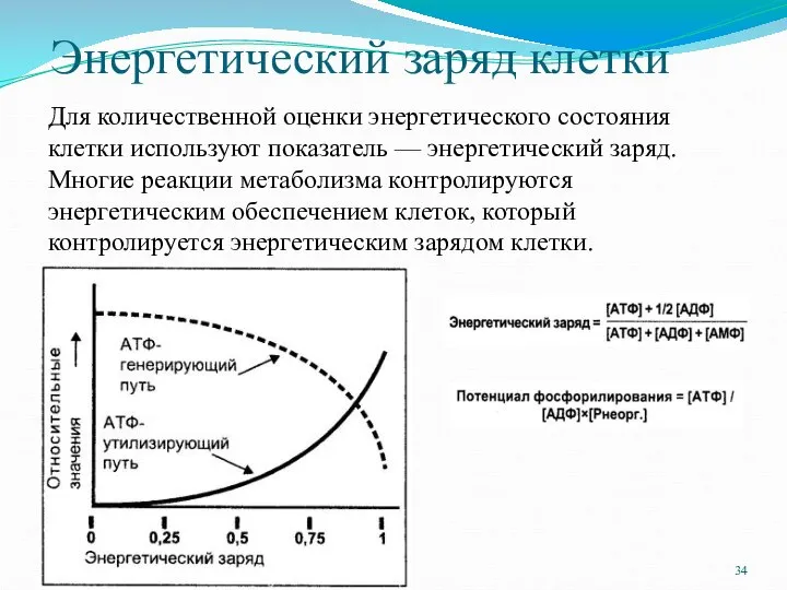 Энергетический заряд клетки Для количественной оценки энергетического состояния клетки используют показатель