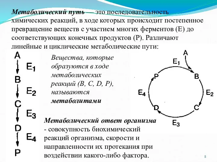 Вещества, которые образуются в ходе метаболических реакций (B, C, D, P),