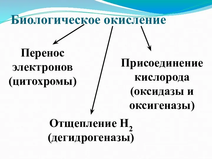 Биологическое окисление Перенос электронов (цитохромы) Присоединение кислорода (оксидазы и оксигеназы) Отщепление Н2 (дегидрогеназы)