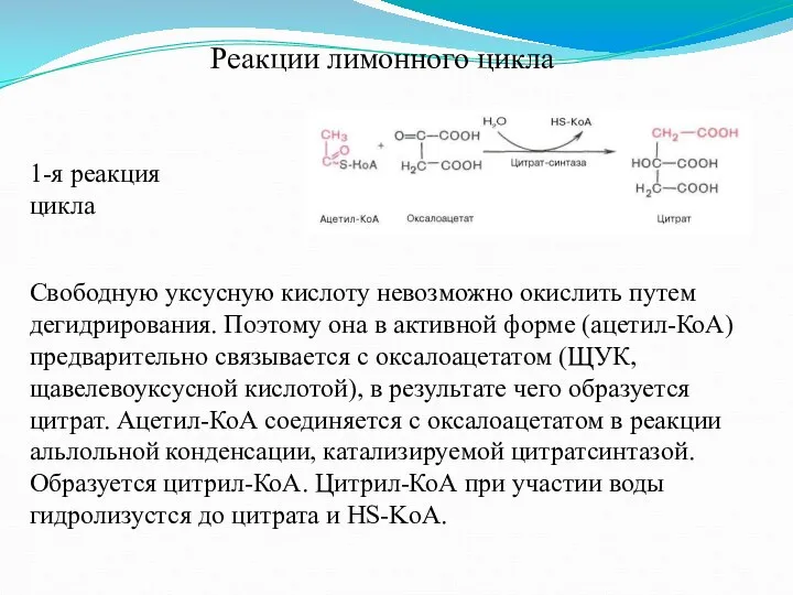 Реакции лимонного цикла 1-я реакция цикла Свободную уксусную кислоту невозможно окислить