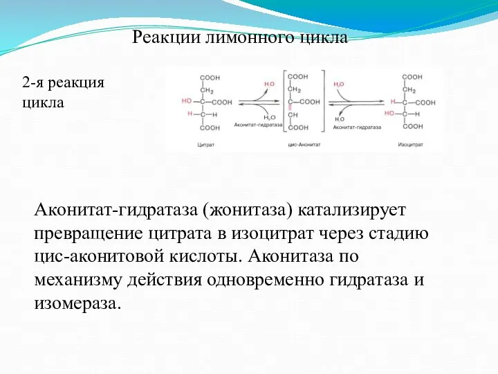 Реакции лимонного цикла 2-я реакция цикла Аконитат-гидратаза (жонитаза) катализирует превращение цитрата