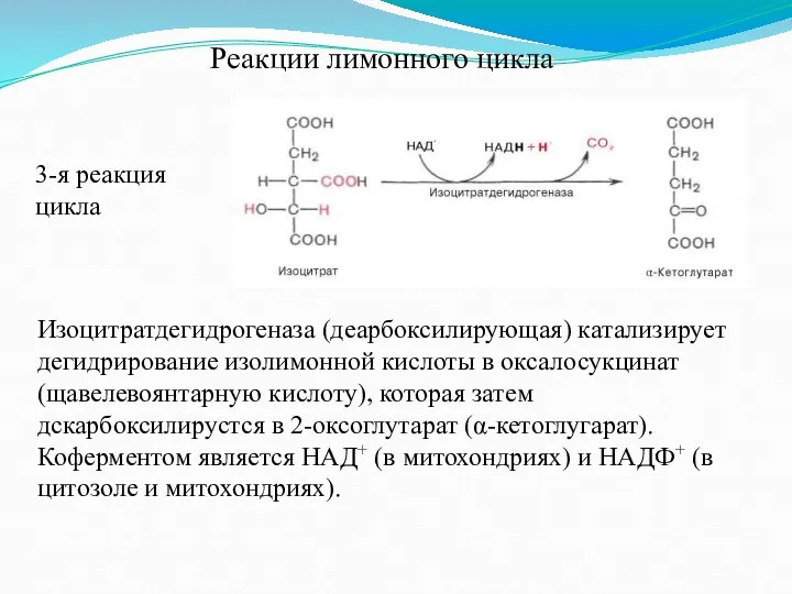 Реакции лимонного цикла 3-я реакция цикла Изоцитратдегидрогеназа (деарбоксилирующая) катализирует дегидрирование изолимонной