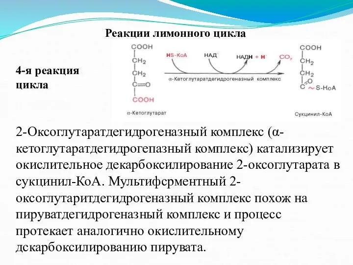 Реакции лимонного цикла 4-я реакция цикла 2-Оксоглутаратдегидрогеназный комплекс (α-кетоглутаратдегидрогепазный комплекс) катализирует