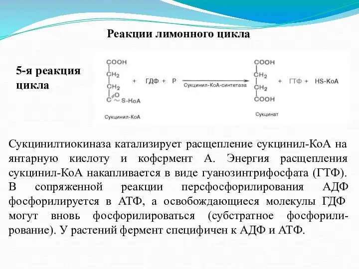 Реакции лимонного цикла 5-я реакция цикла Сукцинилтиокиназа катализирует расщепление сукцинил-КоА на