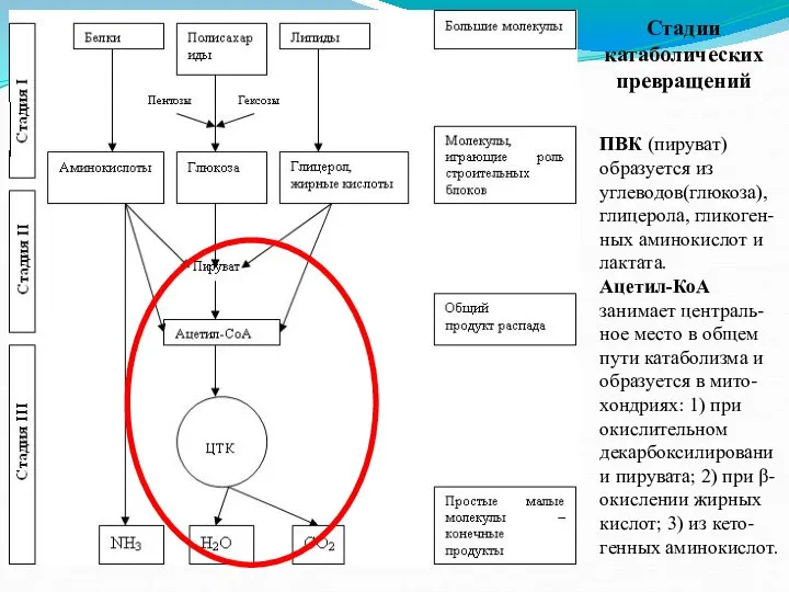 Стадии катаболических превращений ПВК (пируват) образуется из углеводов(глюкоза), глицерола, гликоген-ных аминокислот