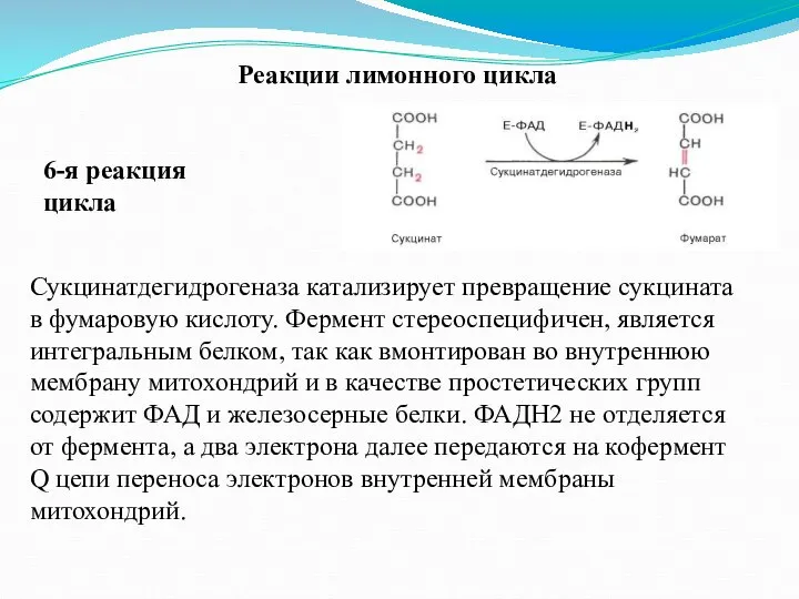 Реакции лимонного цикла 6-я реакция цикла Сукцинатдегидрогеназа катализирует превращение сукцината в