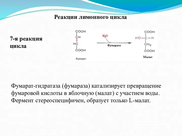 Реакции лимонного цикла 7-я реакция цикла Фумарат-гидратаза (фумараза) катализирует превращение фумаровой