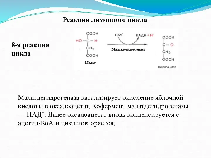 Реакции лимонного цикла 8-я реакция цикла Малатдегидрогеназа катализирует окисление яблочной кислоты