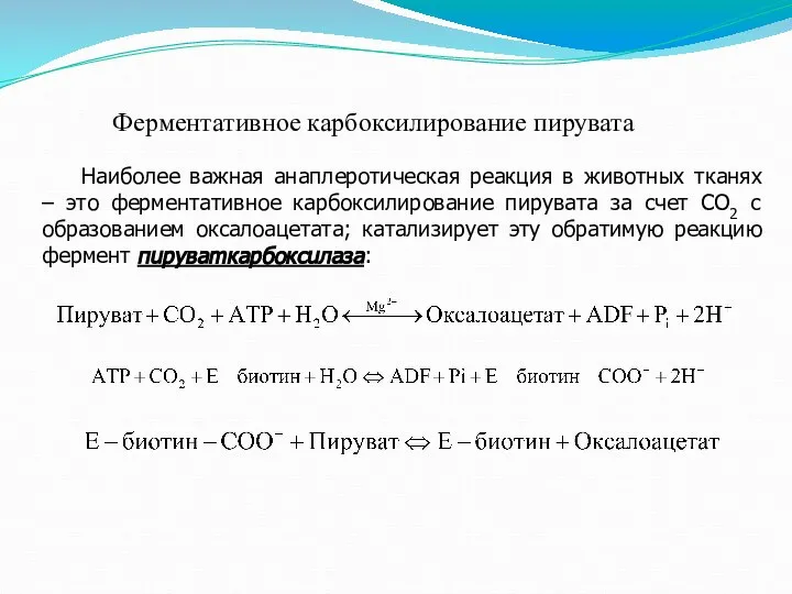 Ферментативное карбоксилирование пирувата Наиболее важная анаплеротическая реакция в животных тканях –