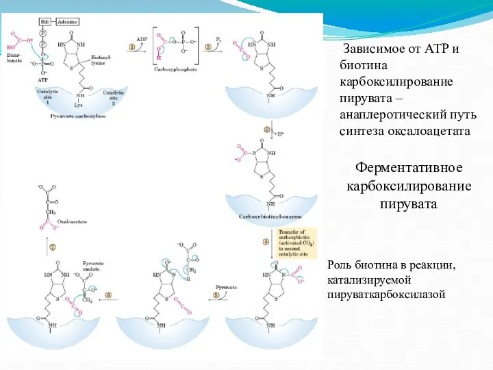 Зависимое от АТP и биотина карбоксилирование пирувата – анаплеротический путь синтеза