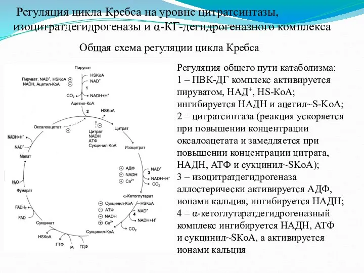 Регуляция цикла Кребса на уровне цитратсинтазы, изоцитратдегидрогеназы и α-КГ-дегидрогеназного комплекса Общая