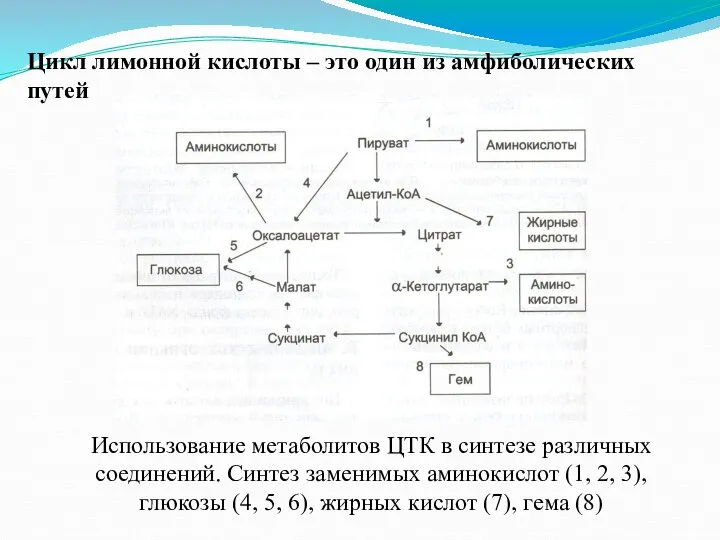 Цикл лимонной кислоты – это один из амфиболических путей Использование метаболитов