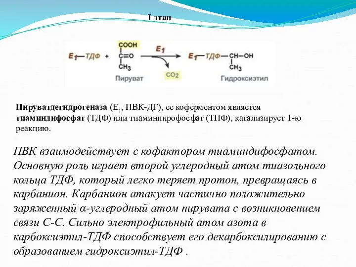 Пируватдегидрогеназа (Е1, ПВК-ДГ), ее коферментом является тиаминдифосфат (ТДФ) или тиаминпирофосфат (ТПФ),