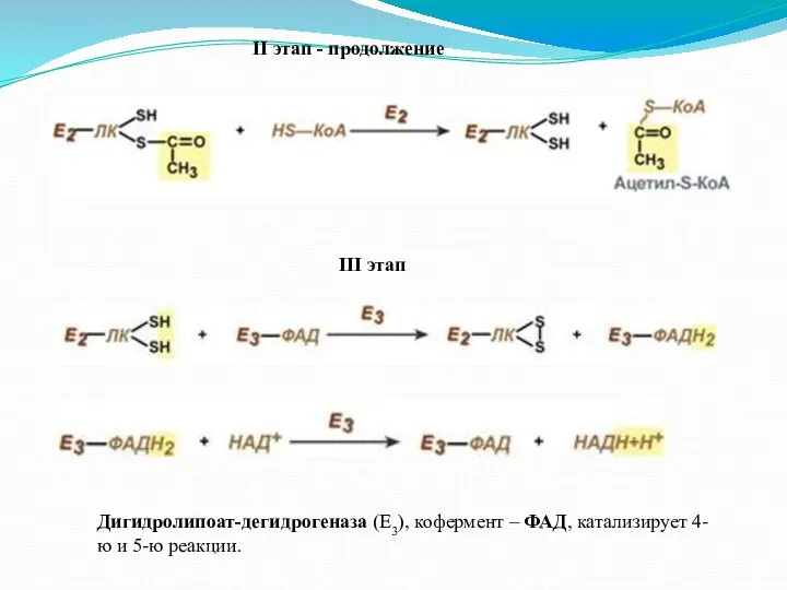 II этап - продолжение III этап Дигидролипоат-дегидрогеназа (Е3), кофермент – ФАД, катализирует 4-ю и 5-ю реакции.