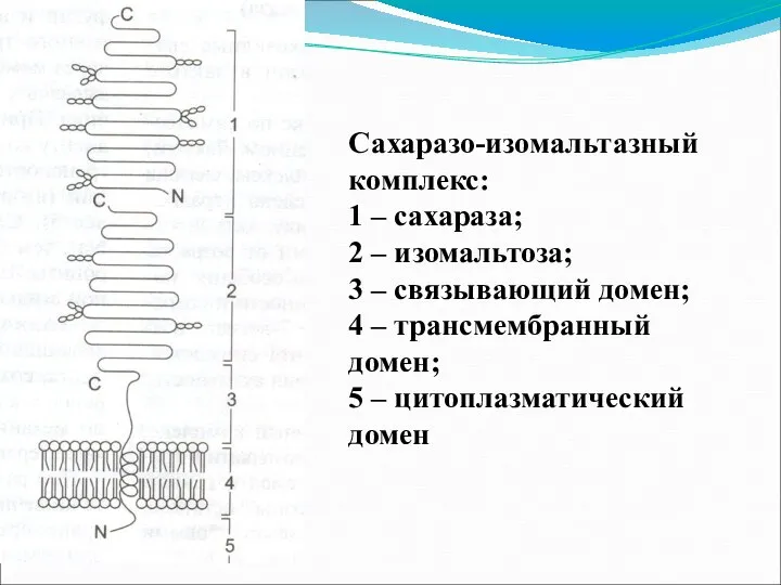 Сахаразо-изомальтазный комплекс: 1 – сахараза; 2 – изомальтоза; 3 – связывающий