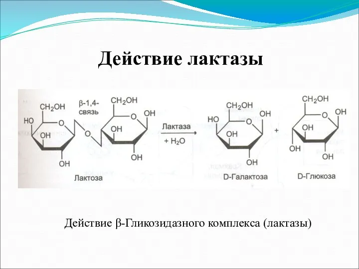 Действие лактазы Действие β-Гликозидазного комплекса (лактазы)