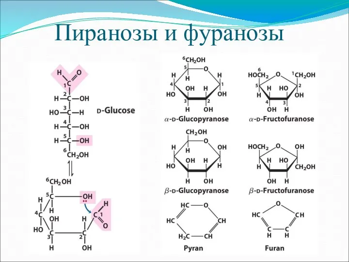 Пиранозы и фуранозы