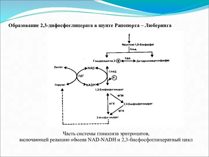 Часть системы гликолиза эритроцитов, включающей реакцию обмена NAD-NADH и 2,3-бисфосфоглицератный цикл