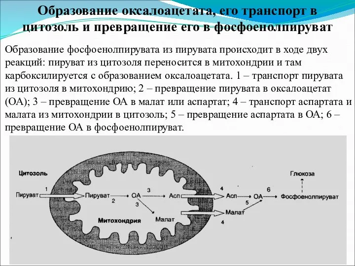 Образование оксалоацетата, его транспорт в цитозоль и превращение его в фосфоенолпируват