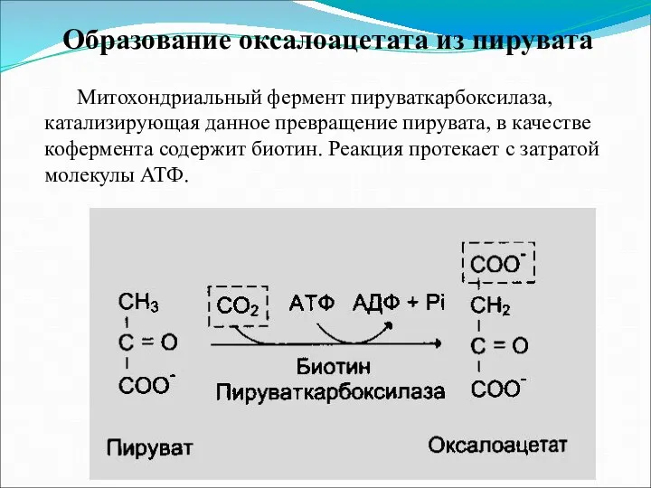 Образование оксалоацетата из пирувата Митохондриальный фермент пируваткарбоксилаза, катализирующая данное превращение пирувата,