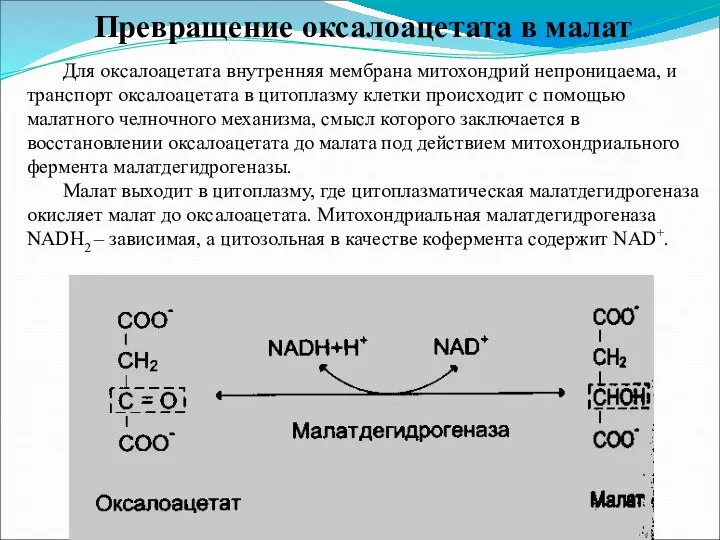 Превращение оксалоацетата в малат Для оксалоацетата внутренняя мембрана митохондрий непроницаема, и