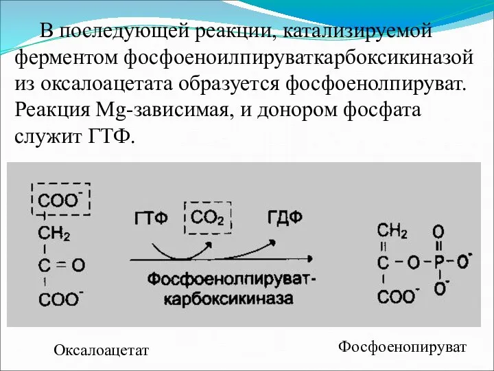 В последующей реакции, катализируемой ферментом фосфоеноилпируваткарбоксикиназой из оксалоацетата образуется фосфоенолпируват. Реакция