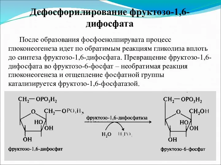 Дефосфорилирование фруктозо-1,6-дифосфата После образования фосфоенолпирувата процесс глюконеогенеза идет по обратимым реакциям