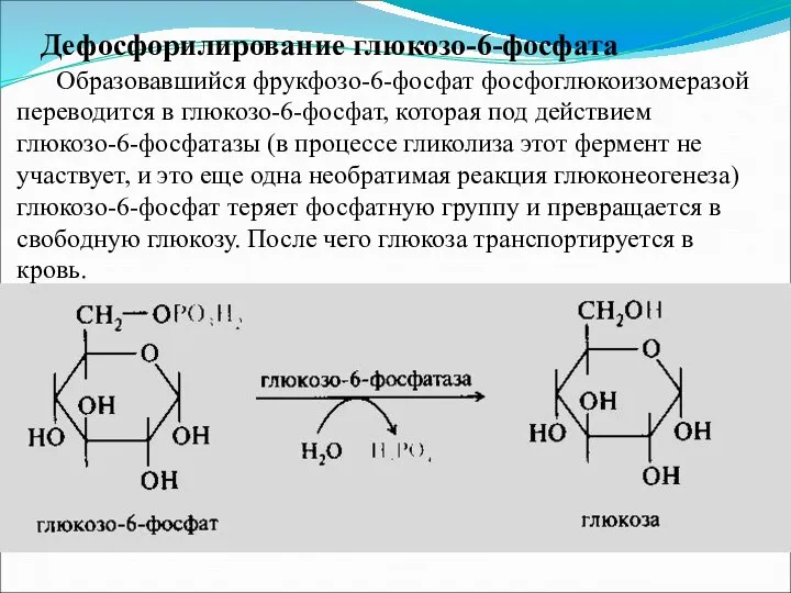 Дефосфорилирование глюкозо-6-фосфата Образовавшийся фрукфозо-6-фосфат фосфоглюкоизомеразой переводится в глюкозо-6-фосфат, которая под действием