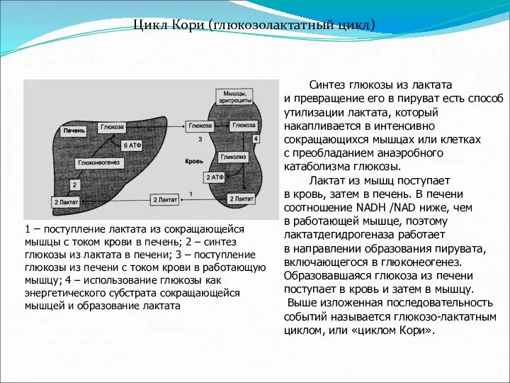 Цикл Кори (глюкозолактатный цикл) Схема цикла Синтез глюкозы из лактата и