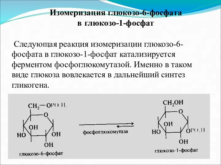Изомеризация глюкозо-6-фосфата в глюкозо-1-фосфат Следующая реакция изомеризации глюкозо-6-фосфата в глюкозо-1-фосфат катализируется