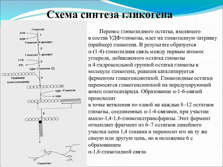 Схема синтеза гликогена Перенос глюкозидного остатка, входящего в состав УДФ-глюкозы, идет